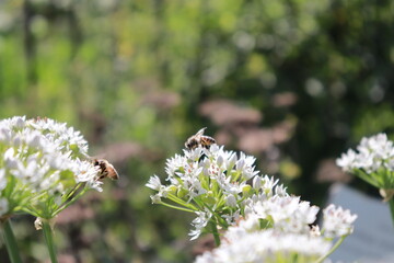 bee on a flower