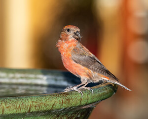 Crossbill bird