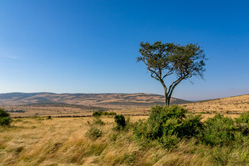 ケニアのマサイマラ国立保護区で見た、草原に生える木と雲一つない青空