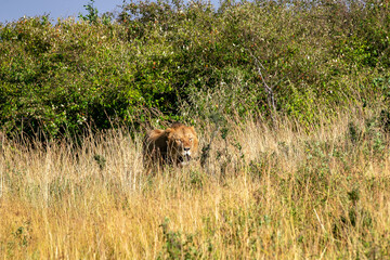 Naklejka na ściany i meble ケニアのマサイマラ国立保護区で見かけた雌ライオン