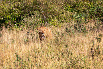 ケニアのマサイマラ国立保護区で見かけた雌ライオン