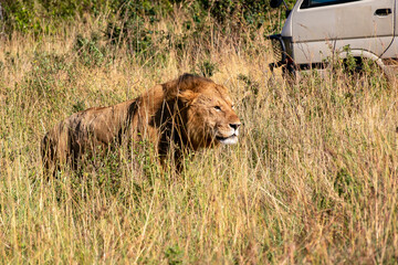 ケニアのマサイマラ国立保護区で見かけた雌ライオン
