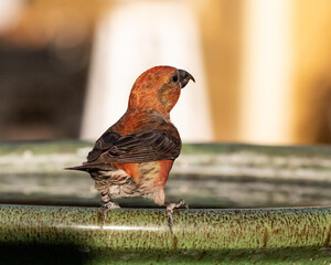 crossbill bird