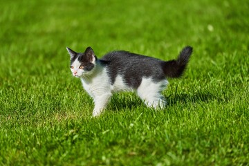 black and white kitten in the green grass