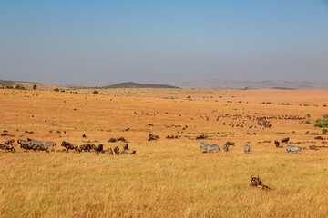 Fototapeta na wymiar ケニアのマサイマラ国立保護区に広がる草原で見た、ヌーやシマウマの群れと青空