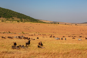 ケニアのマサイマラ国立保護区に広がる草原で見た、ヌーやシマウマの群れと青空