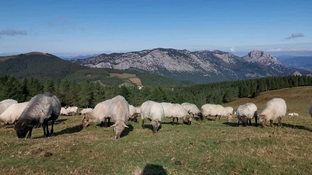 Flock of sheep grazing peacefully in Urkiola