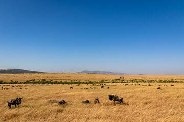 Obraz na płótnie Canvas ケニアのマサイマラ国立保護区で見た、草原の中にいるヌーと青空
