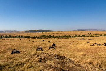 Fototapeta na wymiar ケニアのマサイマラ国立保護区で見た、草原の中にいるヌーと青空