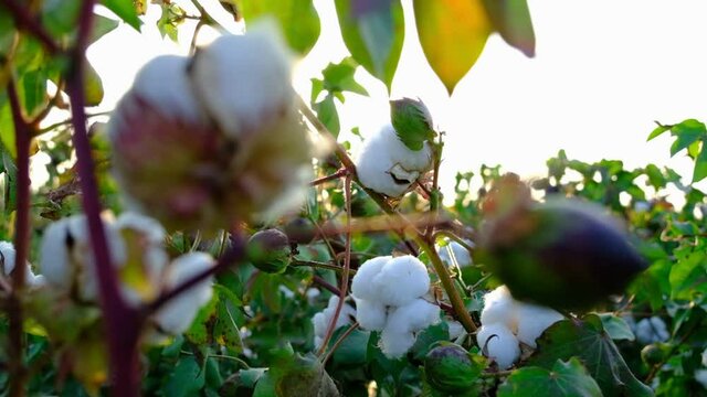 cotton plants swaying in the wind in slow motion