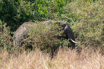 ケニアのマサイマラ国立保護区で見かけたアフリカゾウ
