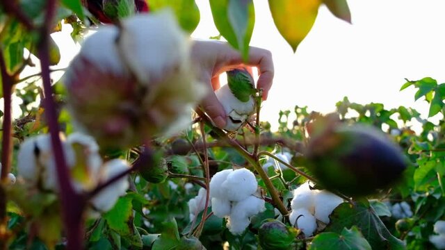 Cotton harvesting. Female harvester working in blooming cotton field