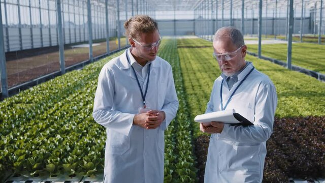 Couple of experienced workers in chemical protection perform ecological inspection of sustainable organic greenhouse. Eco farming. Greenery. Teamwork.