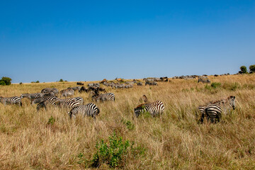 ケニアのマサイマラ国立保護区で見た、シマウマとヌーやエランドなど草食動物の群れと青空