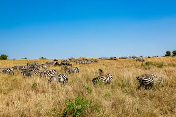 ケニアのマサイマラ国立保護区で見た、シマウマとヌーやエランドなど草食動物の群れと青空