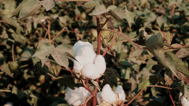 cotton plants swaying in the wind in slow motion