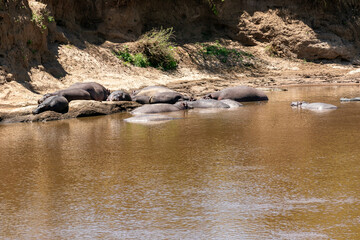 Naklejka na ściany i meble ケニア・マサイマラ国立保護区の川で見かけた、水辺の側で休むカバの群れ