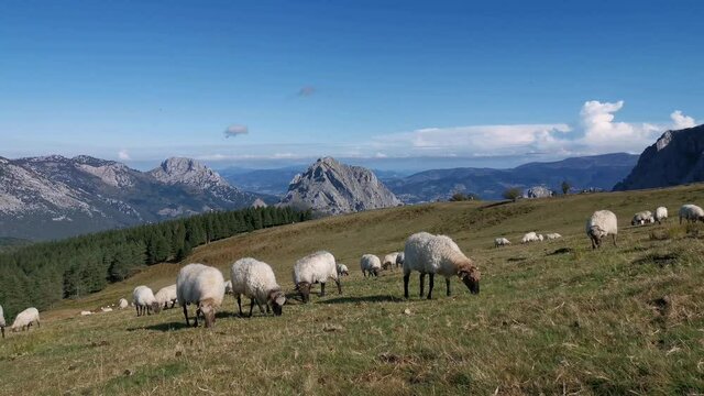Flock of sheep grazing peacefully in Urkiola