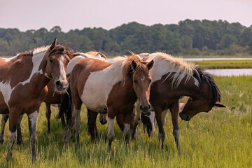 Naklejka na ściany i meble Wild Chincoteague Ponies, Chincoteague Island, Virginia, USA