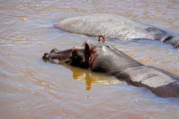 ケニア・マサイマラ国立保護区の水辺で見かけた、川から顔と体を出すカバ