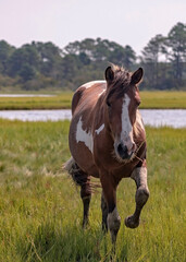Wild Chincoteague Ponies, Chincoteague Island, Virginia, USA