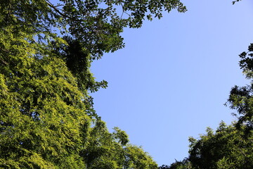 快晴の空と木や竹