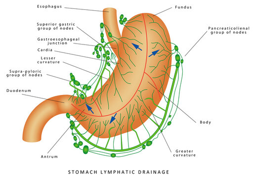 Lymphatic drainage of the stomach. Human Anatomy - Stomach Nodes Anatomy. Stomach Lymphatic system Lymph node Lymphatic vessel
