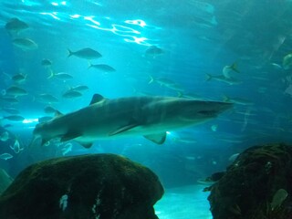 shark underwater