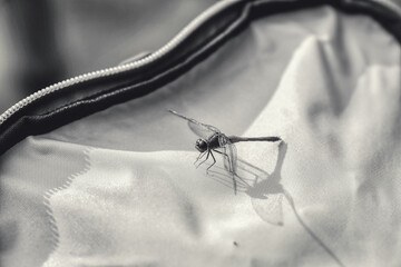 dragonfly on bicycle bag