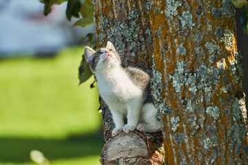 little cute black and white kitten sits in the tree and looks curiously upwards with its snout in the sun