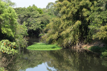 Fototapeta na wymiar Tropical river nature green calm river with dense vegetation and water with reflection