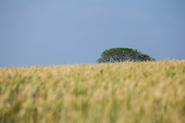 Yellow soybean plantation with trees on the horizon, local blue sky that transmits peace, good...