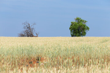 Yellow soybean plantation with trees on the horizon, local blue sky that transmits peace, good...