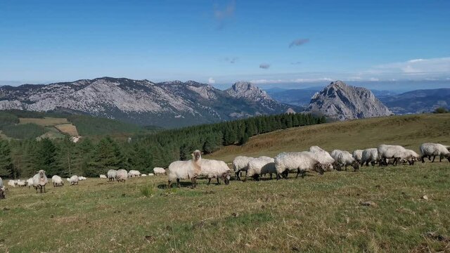 Flock of sheep grazing peacefully in Urkiola