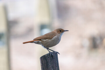 pigeon sitting on a wire