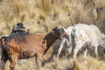 Obraz premium Goats in the yellow pasture