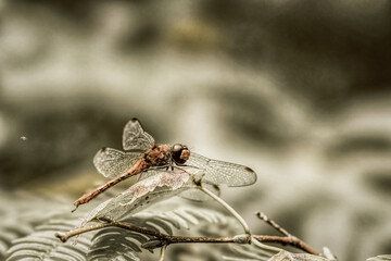 dragonfly resting on a branch