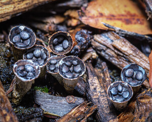Bird's nest fungus