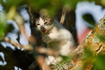 little kitten sitting in the branches and licking its paw