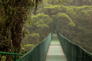Fototapeta premium Cloud Forest Bridge