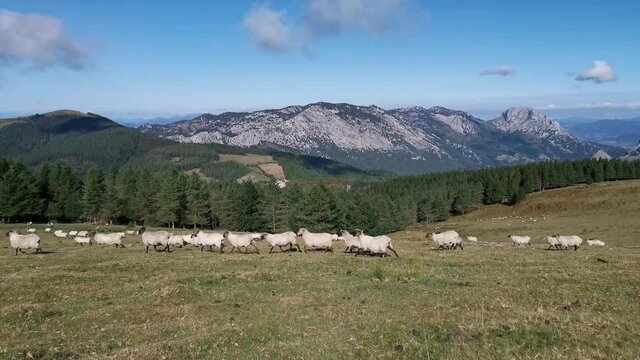 Flock of sheep running through the fields of Urkiola
