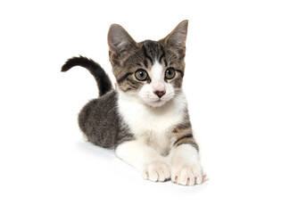 Cute tabby kitten on white background