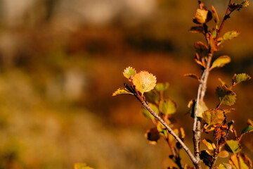 leaf and tree in Autum season in beautiful goldenhour light