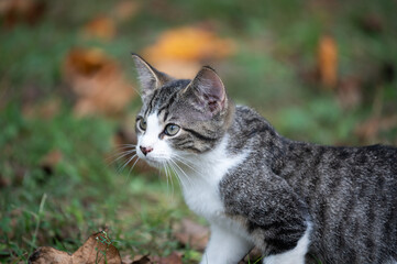 Naklejka na ściany i meble Cute tabby kitten in leaf covered yard