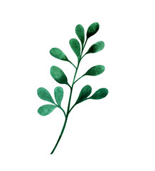 Water color tree branch with leaves, decorative icon and floral design element