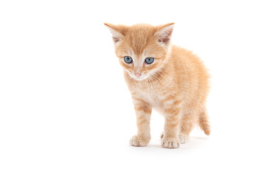Cute yellow tabby kitten on white