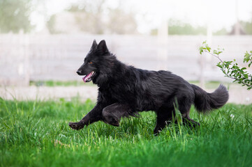 Beautiful black Swiss Shepherd runs gallop on the field in the tall grass on a light blurred...
