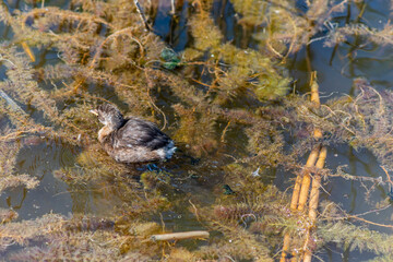 The Little Grebe (Tachybaptus ruficollis), also known as Dabchick, is a member of the grebe family of water birds. Feeding chicks.