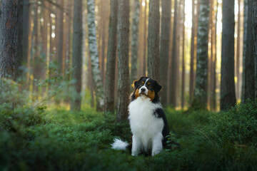 Naklejka na ściany i meble dog in a pine forest. Australian Shepherd in nature. Landscape with a pet. 