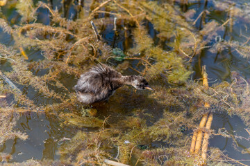 The Little Grebe (Tachybaptus ruficollis), also known as Dabchick, is a member of the grebe family of water birds. Feeding chicks.